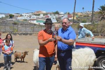 Muestra de ganado de las fiestas del patrono de Telde (Foto  Francisco Javier Santana)